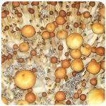 Псилоцибиновые (галлюциногенные) грибы в Братске Psilocybin "Golden Teacher" Псилоцибиновые (галлюциногенные) грибы в Братске Psilocybin "Golden Teacher"