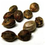 Семена марихуаны АК-47 (Seeds AK-47) в Братске Семена марихуаны АК-47 (Seeds AK-47) в Братске